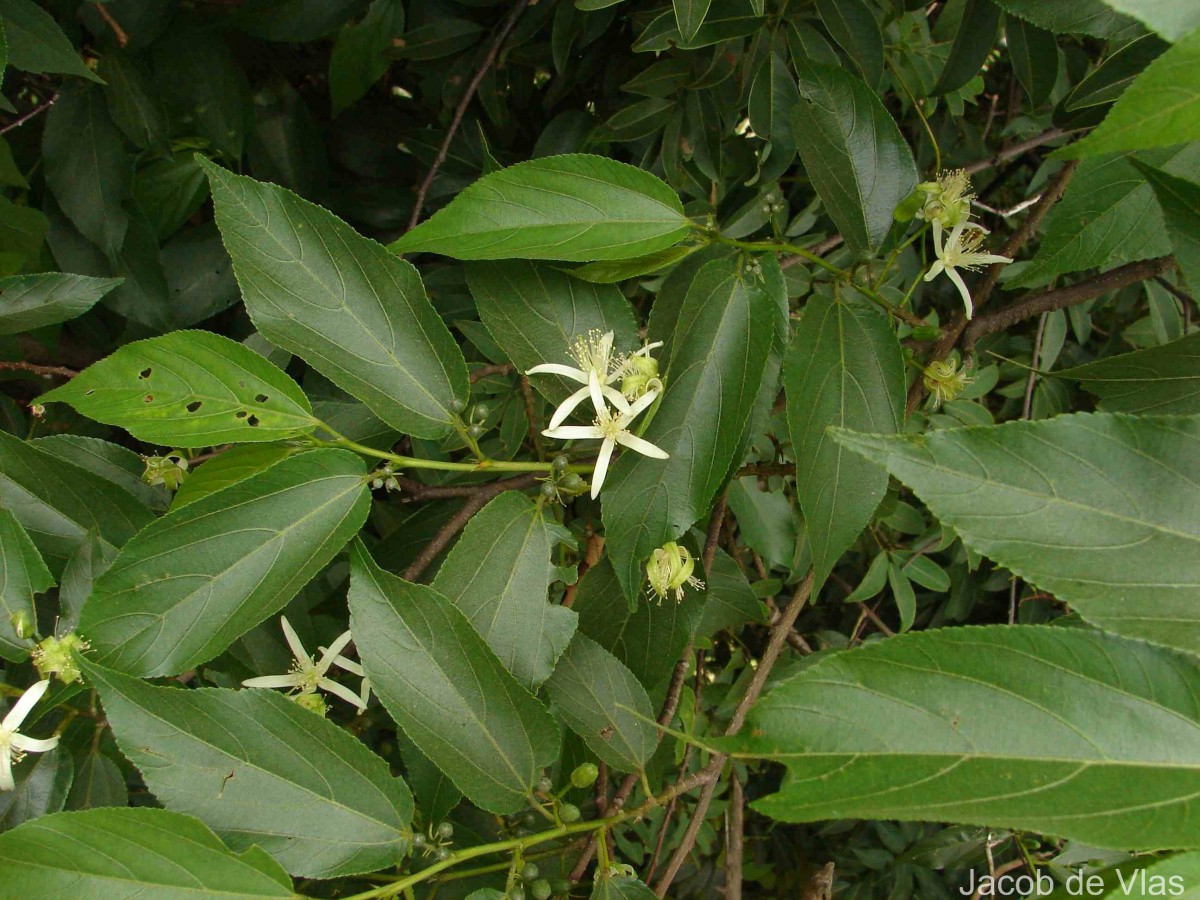 Grewia bracteata Roth